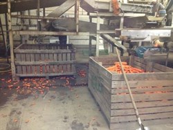 Vegetable-washing-2.jpg